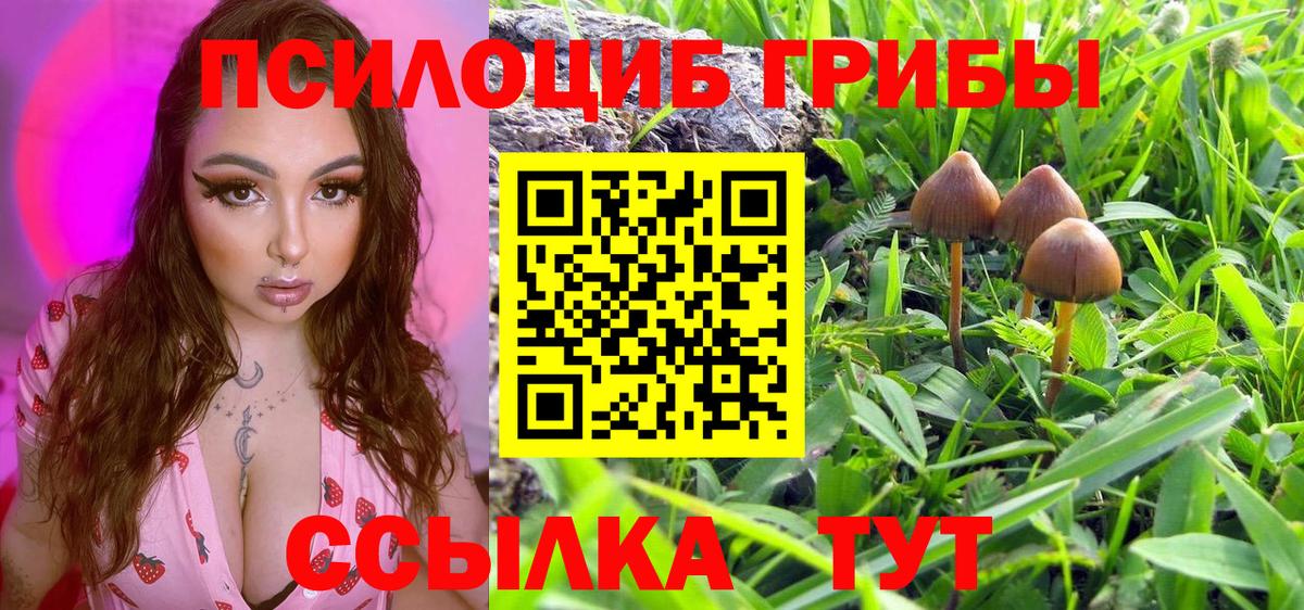 купить наркоту  Вход с VPN  Гай  Псилоцибиновые грибы Psilocybe 